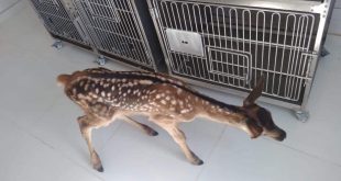 Afyonkarahisar'da köpeklerin saldırısından kurtarılan yavru geyik tedaviye alındı