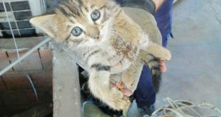 Alaşehir'de havalandırma boşluğunda mahsur kalan kedi yavruları kurtarıldı