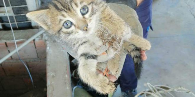 Alaşehir'de havalandırma boşluğunda mahsur kalan kedi yavruları kurtarıldı