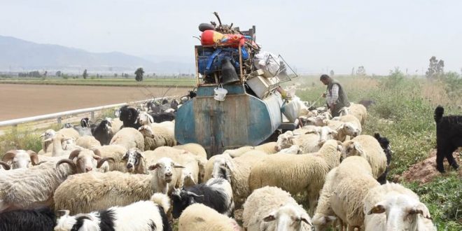 Aydın'da yaşayan Göçerlerin yaylalara yolculuğu başladı.