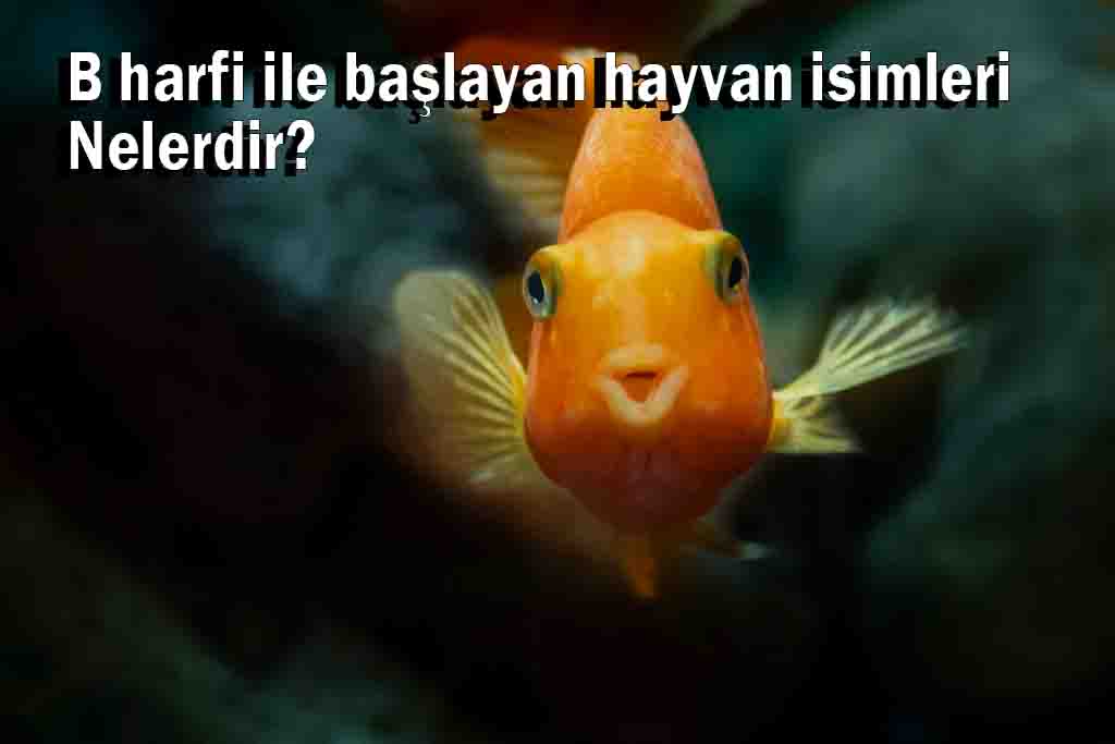B harfi ile Hayvan