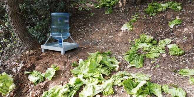 Bodrum'da yaban domuzları için ormanlık alanlara sebze meyve atıkları bırakıldı