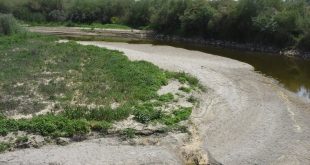 Büyük Menderes Nehri'nin Aydın kısmındaki bazı bölümlerinde sular çekildi