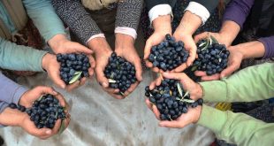Demirci'de çiftçiler üretici zeytin rekoltesi ve fiyatından memnun