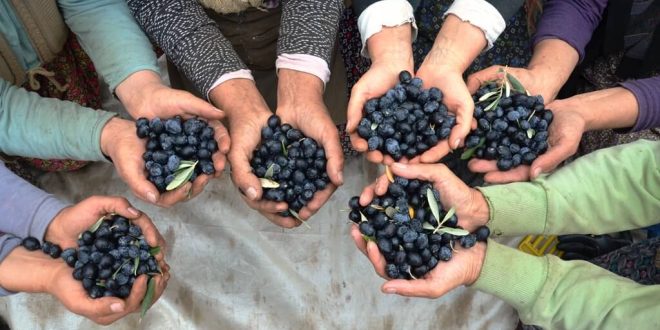 Demirci'de çiftçiler üretici zeytin rekoltesi ve fiyatından memnun