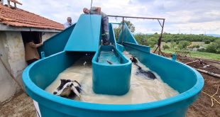 Emet'te keçi peyniri üretim projesi çalışmaları sürüyor