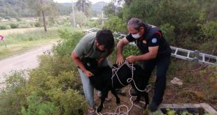 Fethiye'de kuyuya düşen keçiyi itfaiye kurtardı