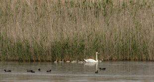 Gediz Deltası'nda baharla hareketlenen kuşların dünyası kayıt altına alınıyor