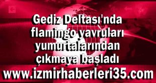 Gediz Deltası'nda flamingo yavruları yumurtalarından çıkmaya başladı