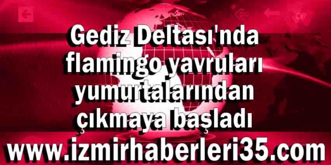 Gediz Deltası'nda flamingo yavruları yumurtalarından çıkmaya başladı