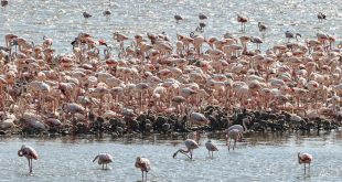 İzmir'deki "flamingo adası" kuluçkaya yatan binlerce allı turnaya kucak açtı