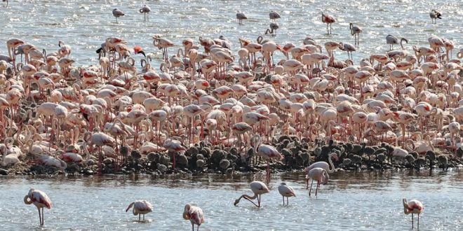 İzmir'deki "flamingo adası" kuluçkaya yatan binlerce allı turnaya kucak açtı