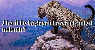 J harfi ile Hayvan