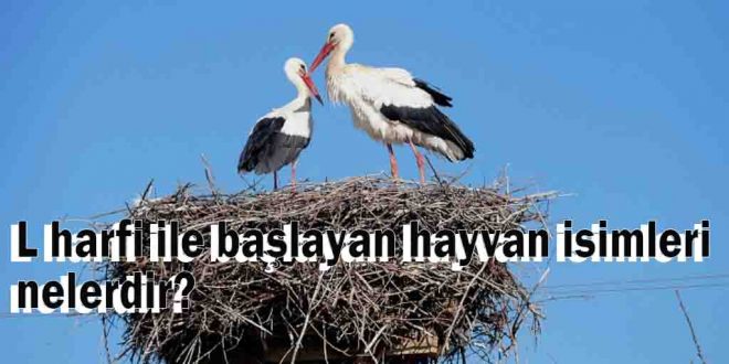 L harfi ile Hayvan