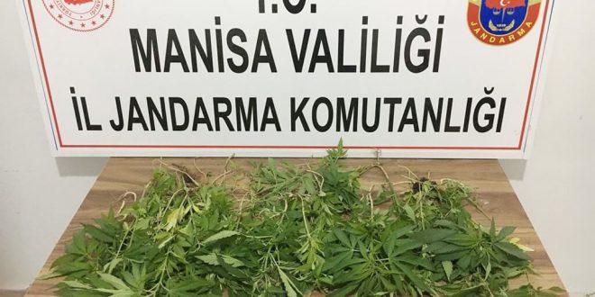 Manisa'da 327 kök kenevir ele geçirildi: 3 gözaltı