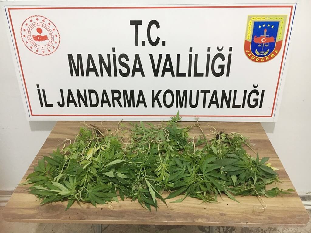 Manisa'da 327 kök kenevir ele geçirildi: 3 gözaltı