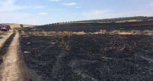 Manisa'da çıkan yangında 250 dönüm tahıl ekili alan zarar gördü