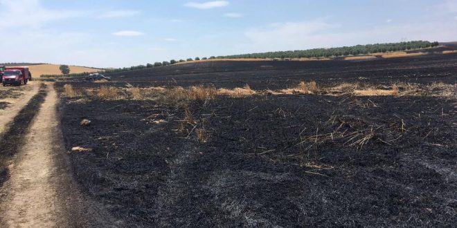 Manisa'da çıkan yangında 250 dönüm tahıl ekili alan zarar gördü