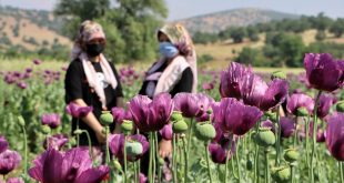 Manisa'da haşhaş ekili tarlalar görsel şölen sunuyor