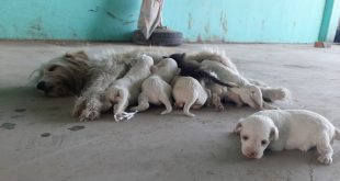 Manisa'da kedi yavrusuna annelik eden köpek ilgi görüyor