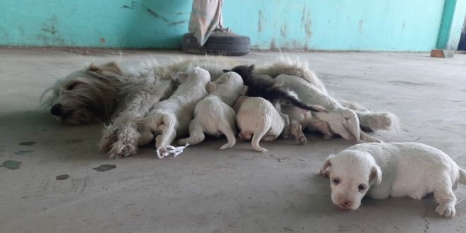 Manisa'da kedi yavrusuna annelik eden köpek ilgi görüyor