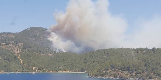 Milas'ta ormanlık alandaki yangına müdahale ediliyor