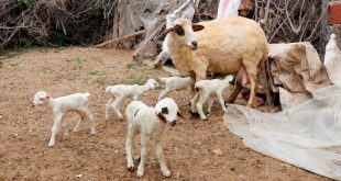 Muğla'da bir koyunun tek batında 7 kuzu doğurması şaşırttı