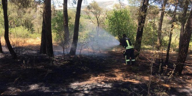 Muğla'da çıkan yangında zeytin ve kızılçam ağaçları zarar gördü