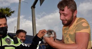 Muğla'da, otomobilin motor bölümünde sıkışan kedi yavrusu kurtarıldı