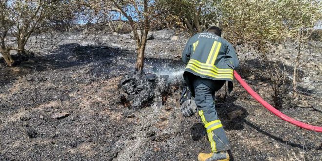 Muğla'da zeytinlik ve makilik alanda çıkan yangın söndürüldü