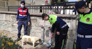 Nazilli'de jandarma ekipleri sokak hayvanları için proje başlattı