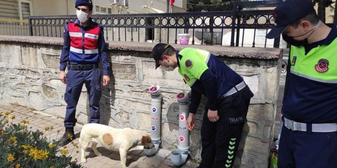 Nazilli'de jandarma ekipleri sokak hayvanları için proje başlattı