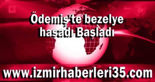 Ödemiş bezelye hasadı