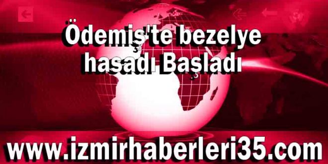 Ödemiş bezelye hasadı