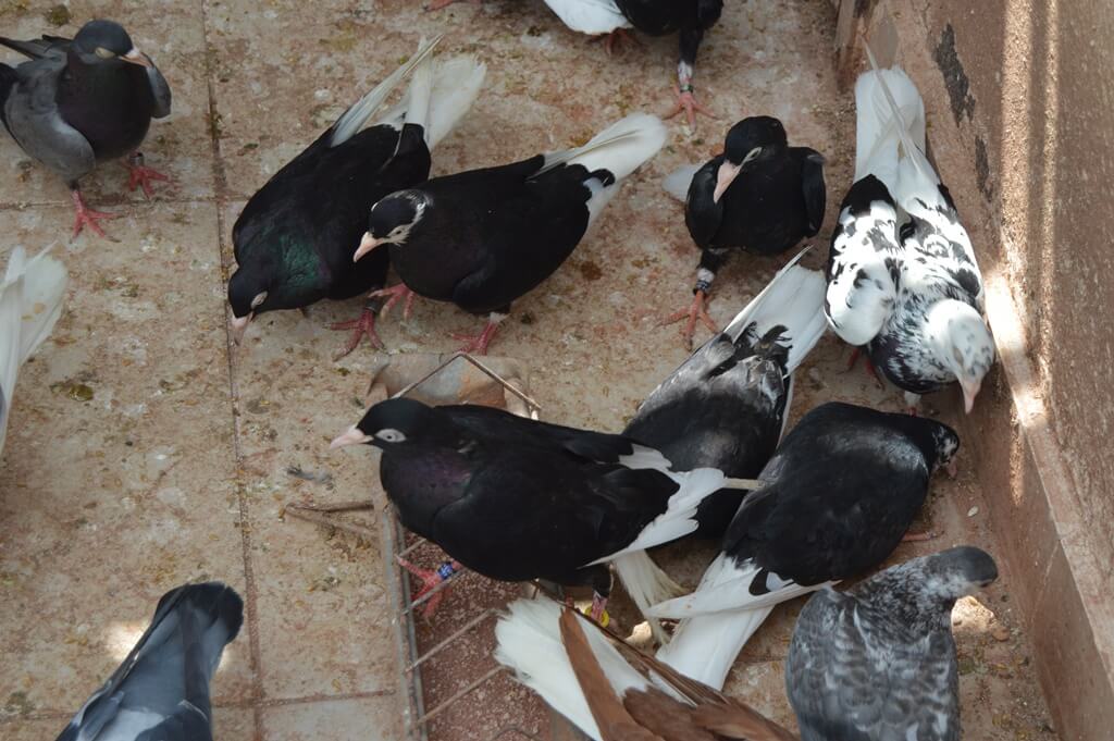 Tarih öğretmeni "kara sevdam" dediği güvercinlerine gözü gibi bakıyor