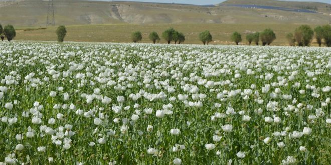 Afyonkarahisar'da çiçeklenen haşhaş tarlaları görsel şölen oluşturdu