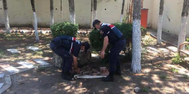 Afyonkarahisar'da jandarma ekiplerince yaralı halde bulunan geyik yavrusu koruma altına alındı