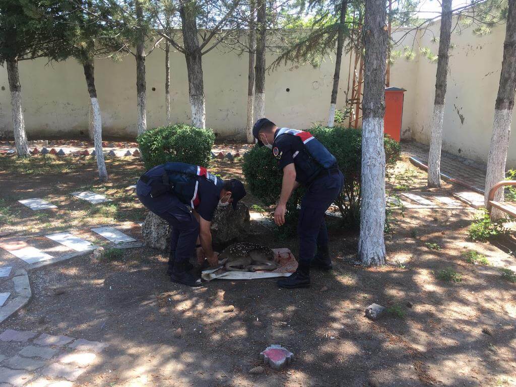 Afyonkarahisar'da jandarma ekiplerince yaralı halde bulunan geyik yavrusu koruma altına alındı