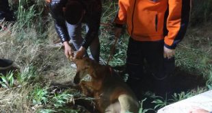 Afyonkarahisar'da kuyuya düşen 3 koyun ve kaplumbağayı AFAD ekipleri kurtardı
