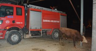 Afyonkarahisar'da sağanak sonrası çatısı çöken besihanedeki bir inek telef oldu