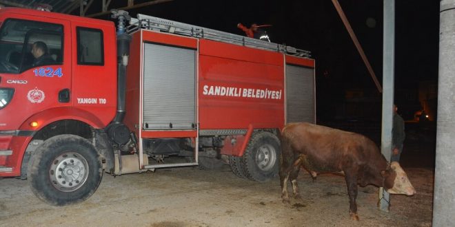 Afyonkarahisar'da sağanak sonrası çatısı çöken besihanedeki bir inek telef oldu