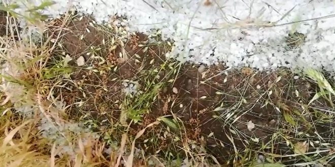 Afyonkarahisar'da yağan dolu ekili ve dikili alanlara zarar verdi