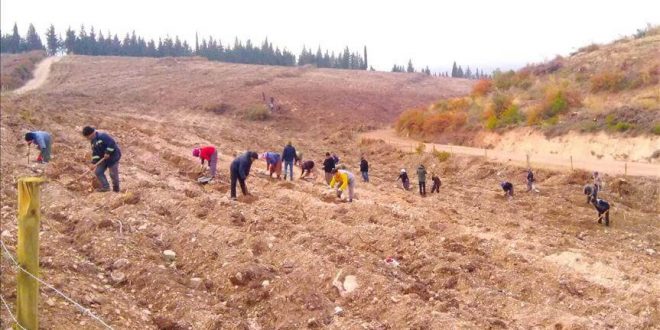 Aras Kargo, 16 bin çalışanı adına 16 bin adet fidan bağışladı