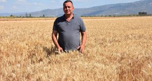 Aydın Ticaret Borsası Başkanı Çondur: "İlimizde buğday ekili alan yüzde 37 arttı"