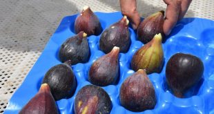 Aydın'da 2021 yılının ilk inciri hasat edildi
