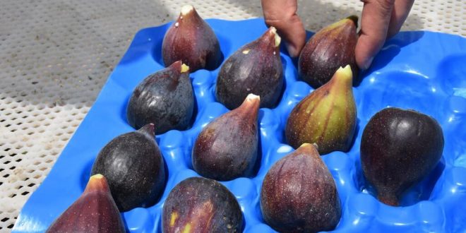 Aydın'da 2021 yılının ilk inciri hasat edildi