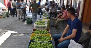 Aydın'da incir üretiminde "ilekleme" başladı