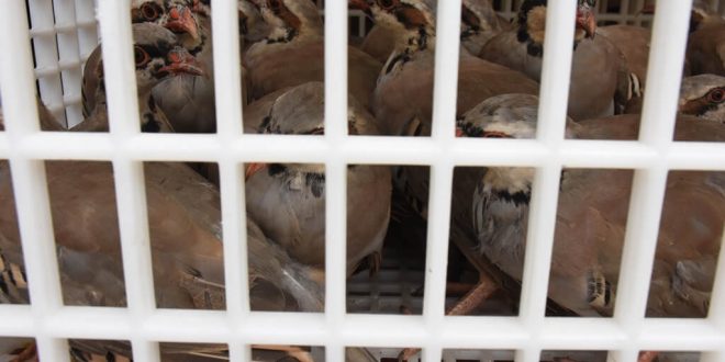 Aydın'da kınalı keklikler doğaya salındı