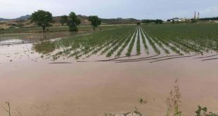 Bergama'da sağanak yağıs ve dolu 3 bin dönüm tarım arazisine zarar verdi