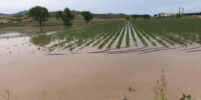 Bergama'da sağanak yağıs ve dolu 3 bin dönüm tarım arazisine zarar verdi
